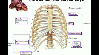 Anatomy  The Sternum Rib Cage amp Vertebrae [upl. by Hillyer]