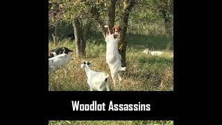 S3 Ep9 Woodlot Assassins [upl. by Illene995]