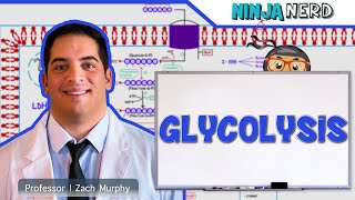 Metabolism  Glycolysis [upl. by Stranger]