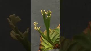 Platycerium redleyi timelapse [upl. by Damian]