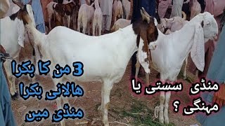 Halani Bakra Mandi Pink GOTS Pakistangulabi nasal [upl. by Oznohpla]