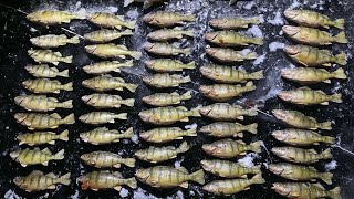 Ice Fishing 2024  CATCHING 50 JUMBO PERCH in an HOUR  Devils Lake ND  Ep 2 [upl. by Nahgam984]