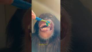 Chimpanzee Teeth Cleaning SHORTS chimpanzee [upl. by Spancake]