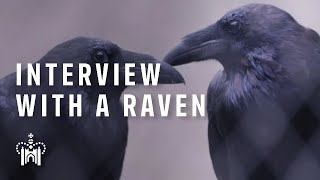 Interview with a Raven  The Tower of London [upl. by Nefets]