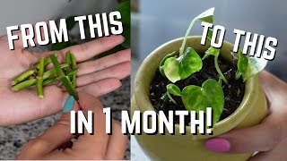 How to propagate leafless cuttings from Start to Finish  Propagate Money Plant Houseplants EASY [upl. by Lirrad739]