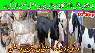 orangi town Bakra mandi latest update 1Sep2024 makka chini beetle nagra Patel teddy goat [upl. by Irollam467]