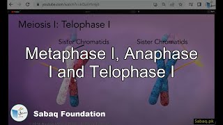 Metaphase I Anaphase I and Telophase I Biology Lecture  Sabaqpk [upl. by Malha]