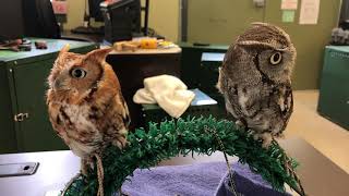 Eastern ScreechOwls [upl. by Gemmell]