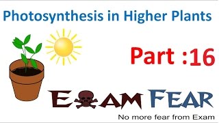 Biology Photosynthesis in Higher Plants Part 16 Cyclic Photophosphorylation CBSE class 11 XI [upl. by Litnahs]