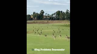 Flying Kangaroo Mob  Australian Golfing Problems [upl. by Hareenum]