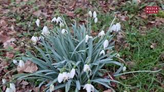 Śnieżyczka przebiśnieg Galanthus nivalis [upl. by Yeleak384]