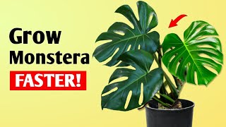 How To Get LARGER Monstera Deliciosa Plant at Home  Monstera Plant Care Tips [upl. by Lashonde]