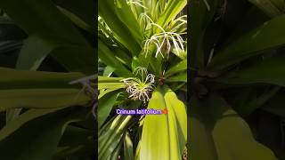 কি কি flower plant নিয়ে এলাম প্রেক্টিক্যাল করার জন্য 🍃🌷🌿।। gardenplants garden [upl. by Filmer241]