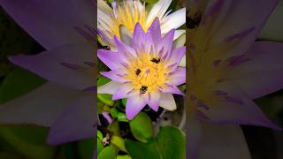 FLOR DE LOTUS PLANTA AQUÁTICA 🥰 💦💦 plants garden flores jardim plantas [upl. by Pharaoh]