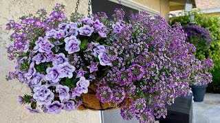 New 2022 Proven Winner Annuals in a Hanging Basket  Gardening with the Williams [upl. by Greg106]