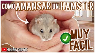 Como domesticar a mi HAMSTER FACIL [upl. by Klina]