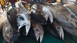 live  Pemotongan Ikan Tuna Segar di Pasar Ikan Jembatan Puri Sorong Papua Indonesia [upl. by Fonseca]