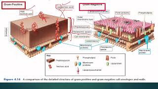 BACTERIAL GRAM POSITIVE AND GRAM NEGATIVE CELL WALL STRUCTURE IN ENGLISH [upl. by Samira482]