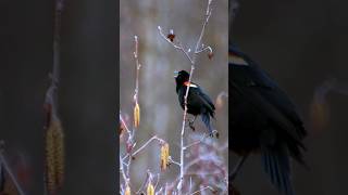 Hear the RedWinged Blackbird Calling Sounds [upl. by Kelton]