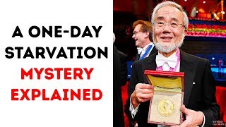 A OneDay Starvation Secret Got the Nobel Prize [upl. by Lorsung733]