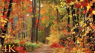 11 HOURS of 4K Enchanting Autumn Nature Scenes  Relaxing Piano Music for Stress Relief [upl. by Nadabus142]