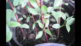 How we Propagate Seedlings of Red Osier Dogwoods [upl. by Schaaff]