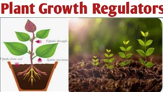 Plant Growth RegulatorsUnit 2PharmacognosyBpharm 4sem pgr plantgrowthregulators auxin [upl. by Nalid]