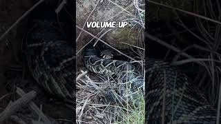 Rattlesnake Cornered in a Hole [upl. by Corly]