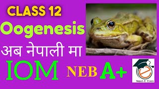 Oogenesis in Detail  Developmental Biology Part 2 By NepalE Class [upl. by Curt]