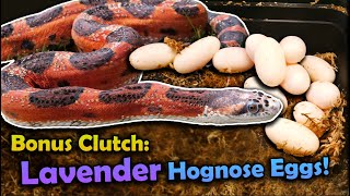 Double Clutch Feature Rat Snakes and Hognose Eggs [upl. by Starr710]