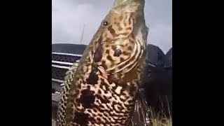 Jaguar Guapote Tiger Oscar and Mayan Cichlid Fishing SFLA [upl. by Chessy281]