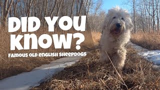 10 Famous Old English Sheepdogs  Ed amp Mel [upl. by Aratal903]