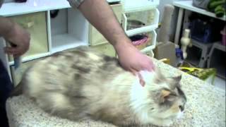 Basic grooming for long haired cats [upl. by Arty]