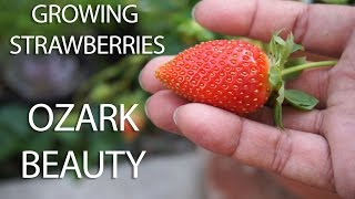 Ozark Beauty Strawberries A Comprehensive Growth Profile [upl. by Largent]