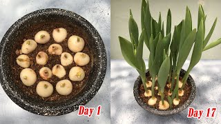 How to plant tulips in pots at home full update [upl. by Madi278]