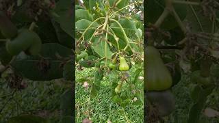 munthiri maramsingapore changi beachyoutubeshorts shortsfeed trending fruit [upl. by Paula884]