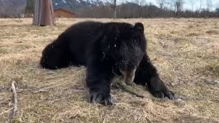 Kobuk the male black bear [upl. by Chassin]