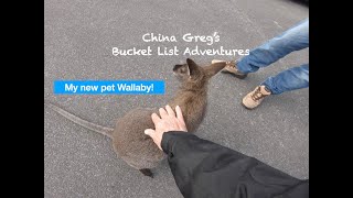 Tasmania and My New Pet Wallaby Day 2 [upl. by Recneps]