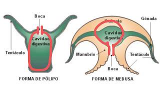 Invertebrados Poríferos y cnidarios  1ESO [upl. by Dorise327]