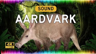 Aardvark Sound  with High Sound Quality Animal Sound Library [upl. by Tacy]