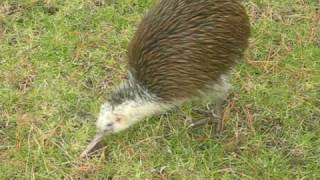 best kiwi bird video ever [upl. by Ybanrab]