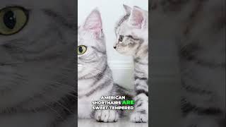 American Shorthair Cats Independent yet Sweet Tempered Pets [upl. by Klehm]