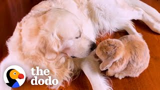 Golden Retriever Picks Apples For His Bunny BFF  The Dodo [upl. by Papagena]