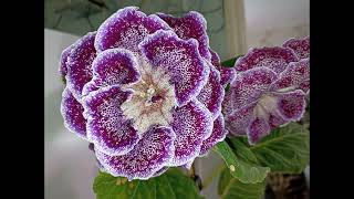 Gloxinia 11 October 2024 [upl. by Omero]