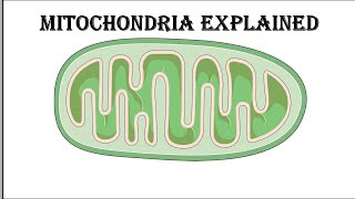 Mitochondria The Powerhouse of the Cell Explained in 5 Minutes biology science facts basic [upl. by Binny686]