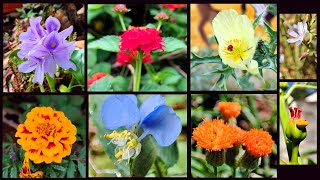 Flowers  natures way of decorating Earth  Macro photography  Garden and wild [upl. by Laurentium]