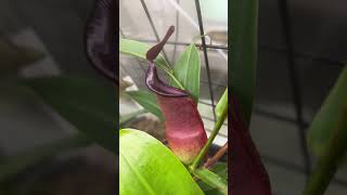 Nepenthes Spathulata x Tobaica BE3794 from Petflytrapcom [upl. by Simeon]