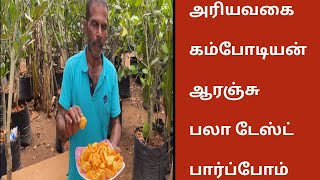 அரியவகை கம்போடியன் ஆரஞ்சு பலா டேஸ்ட்  Cambodian Orange Jackfruit taste Review [upl. by Oileve]