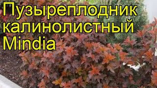 Пузыреплодник калинолистный Миндия Краткий обзор physocarpus opulifolius diable dor Mindia [upl. by Ydassac862]