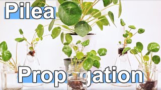 How To Propagate Pilea Peperomioides  Chinese Money Plant [upl. by Alikam939]